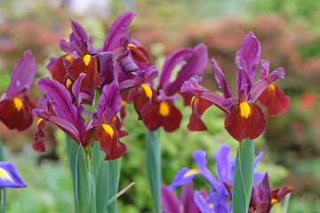 Red and burgundy Dutch iris ‘Red Ember’ in flower.