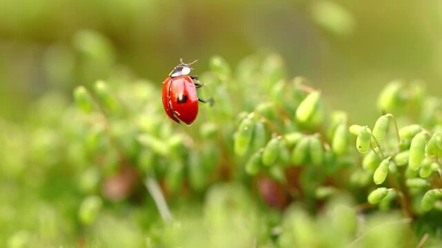 Close-up wildlife of a ladybug in the green grass in the forest