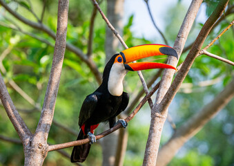 Toco toucan (Ramphastos toco) is sitting on a tree branch. Brazil. Pantanal.