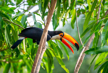 Toco toucan (Ramphastos toco) is sitting on a tree branch. Brazil. Pantanal.