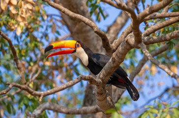 Toco toucan (Ramphastos toco) is sitting on a tree branch. Brazil. Pantanal.