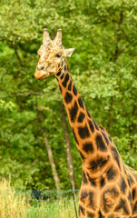 giraffe portrait with trees in background
