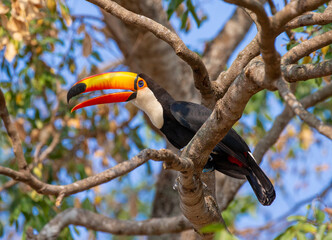 Toco toucan (Ramphastos toco) is sitting on a tree branch. Brazil. Pantanal.