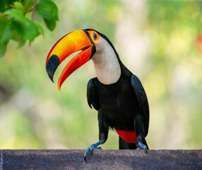 Portrait of Toco toucan (Ramphastos toco) with a big colored beak. Close-up. Brazil. Pantanal.
