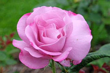 Pale lilac pink Hybrid Tea rose, rosa ‘Moody Blue’ in flower.