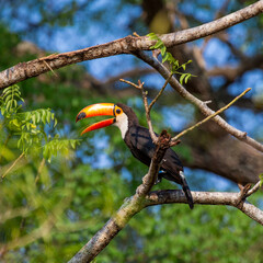 Toco toucan (Ramphastos toco) is sitting on a tree branch against a background of blue sky. Brazil. Pantanal.