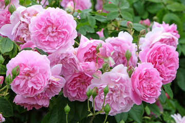 Pink English shrub rose, rosa harlow carr ‘aushouse’ in flower.