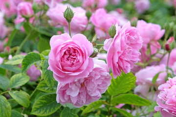 Pink English shrub rose, rosa harlow carr ‘aushouse’ in flower.
