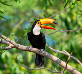 Toco toucan (Ramphastos toco) is sitting on a tree branch. Brazil. Pantanal.
