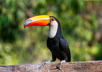 Portrait of Toco toucan (Ramphastos toco) with a big colored beak. Close-up. Brazil. Pantanal.
