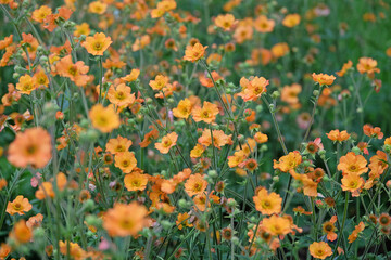 Orange Geum, also known as avens, ‘Totally Tangerine’ in flower.