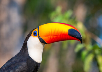 Fototapeta premium Portrait of Toco toucan (Ramphastos toco) with a big colored beak. Close-up. Brazil. Pantanal. 