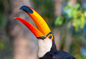 Portrait of Toco toucan (Ramphastos toco) with a big colored beak. Close-up. Brazil. Pantanal.
