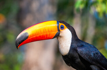 Portrait of Toco toucan (Ramphastos toco) with a big colored beak. Close-up. Brazil. Pantanal.
