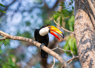 Toco toucan (Ramphastos toco) is sitting on a tree branch. Brazil. Pantanal.