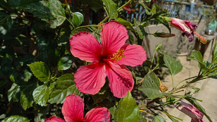 Hibiscus rosa-sinensis, Chinese hibiscus, China rose, Hawaiian hibiscus, rose mallow and shoeblack plant,