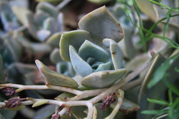 Echeveria multicaulis, copper leaf or copper rose