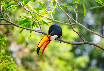 Toco toucan (Ramphastos toco) is sitting on a tree branch. Brazil. Pantanal.