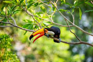 Toco toucan (Ramphastos toco) is sitting on a tree branch. Brazil. Pantanal.