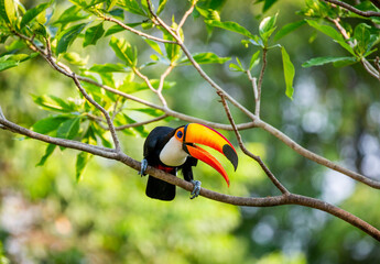 Toco toucan (Ramphastos toco) is sitting on a tree branch. Brazil. Pantanal.