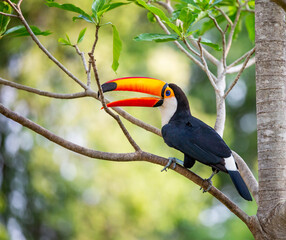 Toco toucan (Ramphastos toco) is sitting on a tree branch. Brazil. Pantanal.