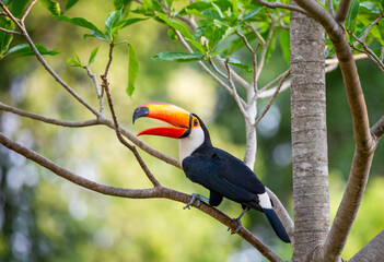 Toco toucan (Ramphastos toco) is sitting on a tree branch. Brazil. Pantanal.