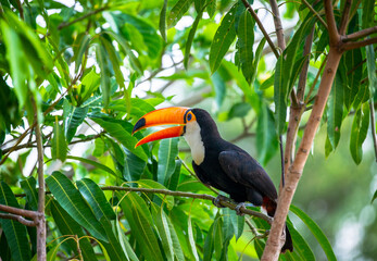 Toco toucan (Ramphastos toco) is sitting on a tree branch. Brazil. Pantanal.