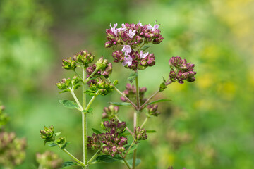 Close up of Oregano (Origanum vulgare) flower in summer