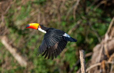Toco toucan (Ramphastos toco) in flight. Brazil. Pantanal.
