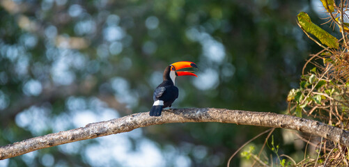 Toco toucan (Ramphastos toco) is sitting on a tree branch. Brazil. Pantanal.