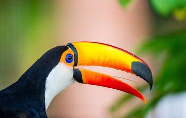 Portrait of Toco toucan (Ramphastos toco) with a big colored beak. Close-up. Brazil. Pantanal.
