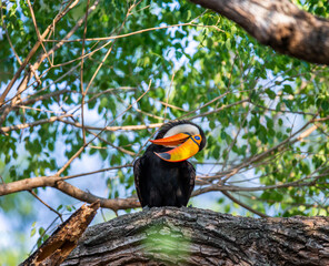 Toco toucan (Ramphastos toco) is sitting on a tree branch. Brazil. Pantanal.
