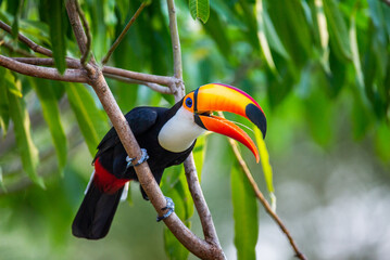 Toco toucan (Ramphastos toco) is sitting on a tree branch. Brazil. Pantanal.