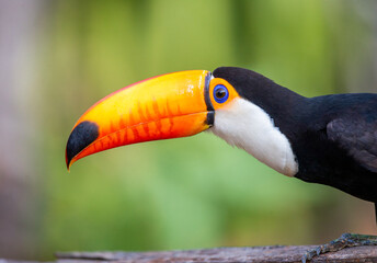 Portrait of Toco toucan (Ramphastos toco) with a big colored beak. Close-up. Brazil. Pantanal.
