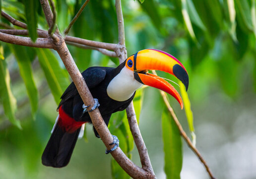 Toco toucan (Ramphastos toco) is sitting on a tree branch. Brazil. Pantanal.