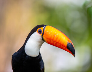 Portrait of Toco toucan (Ramphastos toco) with a big colored beak. Close-up. Brazil. Pantanal.
