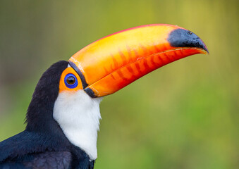 Portrait of Toco toucan (Ramphastos toco) with a big colored beak. Close-up. Brazil. Pantanal.
