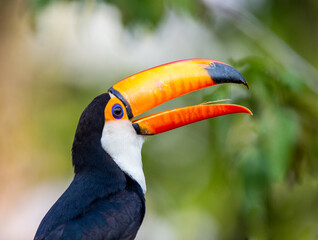 Portrait of Toco toucan (Ramphastos toco) with a big colored beak. Close-up. Brazil. Pantanal.
