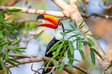 Toco toucan (Ramphastos toco) is sitting on a tree branch. Brazil. Pantanal.