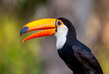 Portrait of Toco toucan (Ramphastos toco) with a big colored beak. Close-up. Brazil. Pantanal.