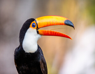Portrait of Toco toucan (Ramphastos toco) with a big colored beak. Close-up. Brazil. Pantanal.