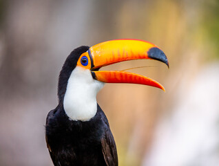 Portrait of Toco toucan (Ramphastos toco) with a big colored beak. Close-up. Brazil. Pantanal.