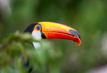 Portrait of Toco toucan (Ramphastos toco) with a big colored beak. Close-up. Brazil. Pantanal.
