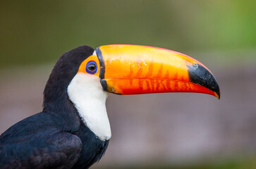 Portrait of Toco toucan (Ramphastos toco) with a big colored beak. Close-up. Brazil. Pantanal.