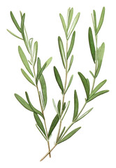 Fototapeta premium PNG Rosemary plant herbs leaf