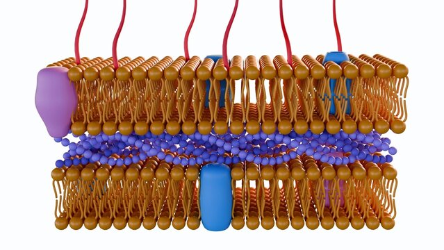 3d rendering of Gram-negative bacteria, have a thin peptidoglycan cell wall, which is surrounded by an outer membrane containing lipopolysaccharide