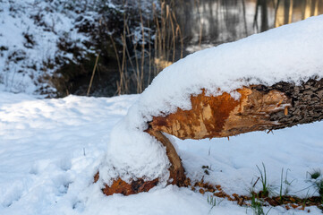 Tree gnawed and fallen by beavers covered with snow in winter