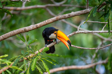 Toco toucan (Ramphastos toco) is sitting on a tree branch. Brazil. Pantanal.
