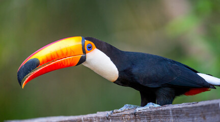 Portrait of Toco toucan (Ramphastos toco) with a big colored beak. Close-up. Brazil. Pantanal.