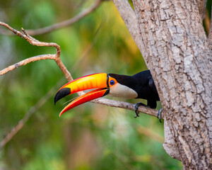 Toco toucan (Ramphastos toco) is sitting on a tree branch. Brazil. Pantanal.
